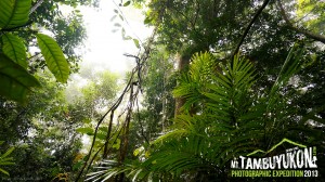 Mount Tambuyukon Expedition  